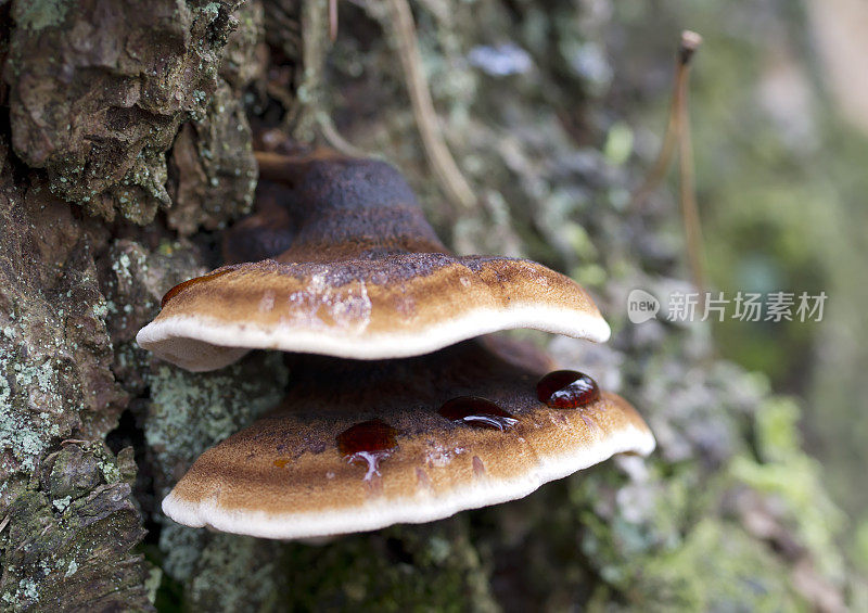 木耳(Ischnoderma benzoicum)